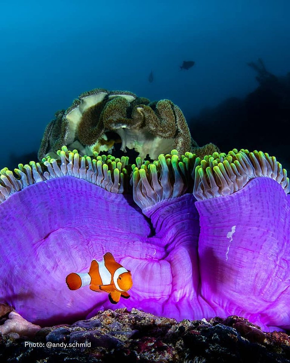 Clownfish are known for their remarkable symbiotic relationship with sea anemones, living among the stinging tentacles that protect them from predators as they provide nutrients for the flower-like invertebrate. Swipe to admire these spectacular homebodies!