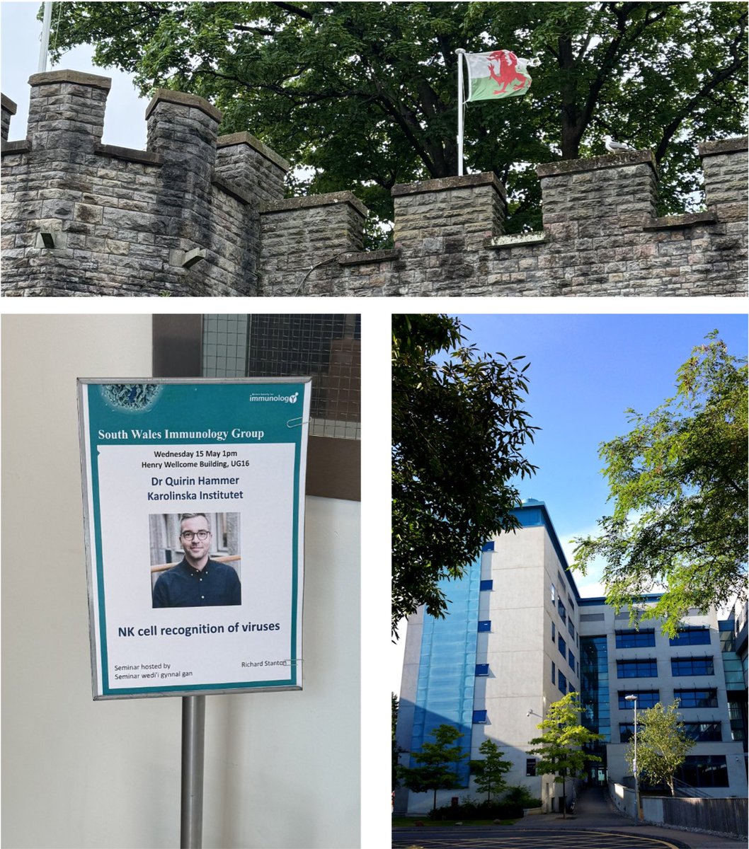 Quirin Hammer (@quirinhammer) on Twitter photo Had a fantastic time visiting <a href="/StantonRich/">Rich Stanton</a> <a href="/CeriFielding/">Dr. Ceri Fielding</a> and colleagues at <a href="/cardiffuni/">Cardiff University</a> this week - exciting science paired with lovely hospitality in a great environment. There are still many lessons to learn from interactions between our immune system and #viruses 🦠 Had a fantastic time visiting <a href="/StantonRich/">Rich Stanton</a> <a href="/CeriFielding/">Dr. Ceri Fielding</a> and colleagues at <a href="/cardiffuni/">Cardiff University</a> this week - exciting science paired with lovely hospitality in a great environment. There are still many lessons to learn from interactions between our immune system and #viruses 🦠