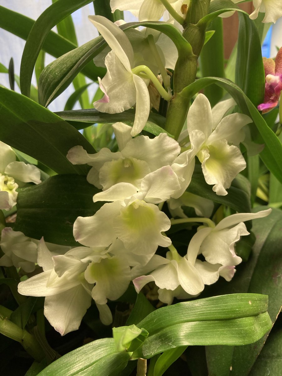 #Dendrobium #jenkinsii #pierardi #nobilehybrids #orchids