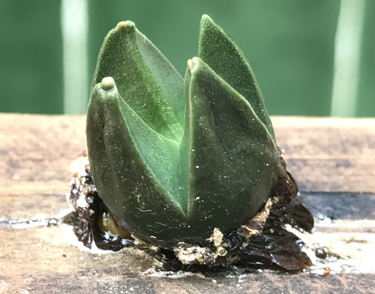 Paco Ornelas (@pacoornelas8) on Twitter photo Accepted! “Insights into mistletoe seed germination: A study of hemiparasitic Psittacanthus Mart. (Santalales: Loranthaceae) mistletoes” | doi.org/10.1016/j.flor… | @ELSenviron | #parasiticplant #botany | <a href="/saddan_ms/">saddan morales</a> <a href="/AciniVasquez/">Antonio Acini Vásquez Aguilar</a> <a href="/ruizlalo/">Eduardo Ruiz Sanchez</a> <a href="/Etelbehria/">Etelvina Gándara</a> <a href="/Diego_F_Angulo/">Diego F. Angulo</a> <a href="/panchomol/">Francisco Molina F</a> | Accepted! “Insights into mistletoe seed germination: A study of hemiparasitic Psittacanthus Mart. (Santalales: Loranthaceae) mistletoes” | doi.org/10.1016/j.flor… | @ELSenviron | #parasiticplant #botany | <a href="/saddan_ms/">saddan morales</a> <a href="/AciniVasquez/">Antonio Acini Vásquez Aguilar</a> <a href="/ruizlalo/">Eduardo Ruiz Sanchez</a> <a href="/Etelbehria/">Etelvina Gándara</a> <a href="/Diego_F_Angulo/">Diego F. Angulo</a> <a href="/panchomol/">Francisco Molina F</a> |
