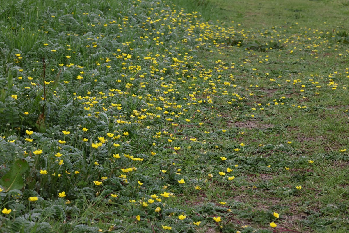 Pocklington Canal, Hagg Bridge this afternoon. Barn Owl hunting at 2.00pm ! at least 10 Hairy Dragonfly, including this female, 2 Roe Deer, and large patches of flowering Silverweed <a href="/YorkBirding/">York Birding</a> <a href="/LDV_NNR/">LDV NNR</a>