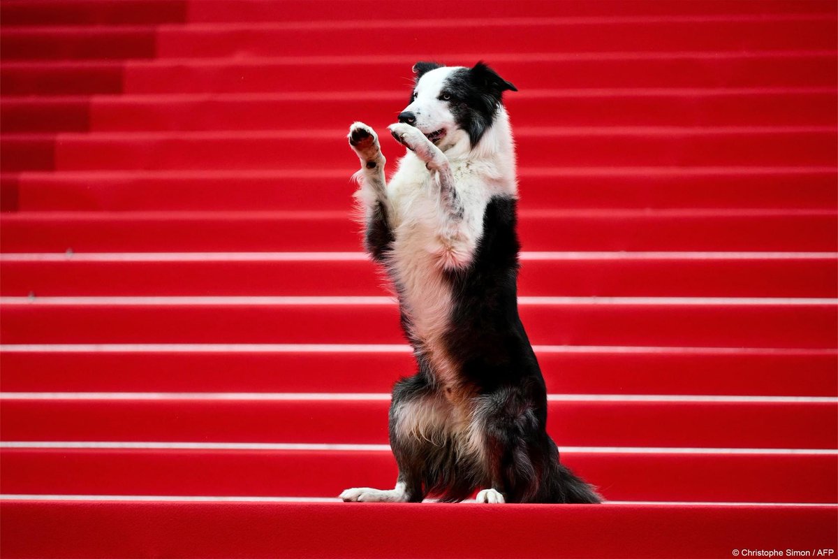 #JeudiPhoto 🤩Sur les marches de Cannes, tous les regards étaient rivés sur lui, ⭐Messi le chien star d’« Anatomie d’une chute » a fait le voyage depuis Menucourt en Val d'Oise ! @Festival_Cannes 📷 Sarah Meysonnier - @ParisMatch