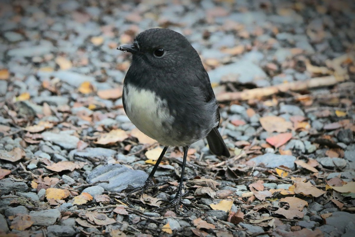 A South Island robin in the forest 🖤 #birds #naturephotography