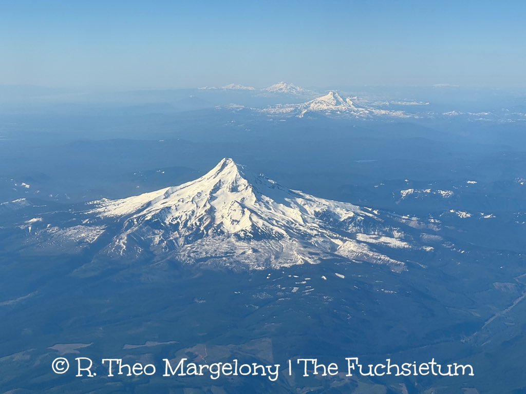 Fuchsiarius's tweet photo. Scene over Portland. Mt. Hood and friends.
#PDX #Volcanoes #SceneinPortland https://t.co/yn95YUIcaI