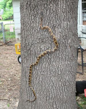 Thank you so much! You too! #NationalLoveATreeDay 🥰🌴🐍