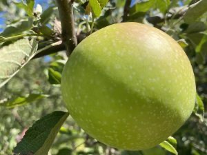 neumologofelixmartinsantos.com/prevencion-can…
Veamos una potencial prevención de cáncer de colon por una dieta a base de productos frescos y de temporada (fruta verdura, pescado, #AOVE, frutos secos…), como la #dietamediterranea. Hecho avalado incluso por estudios experimentales.