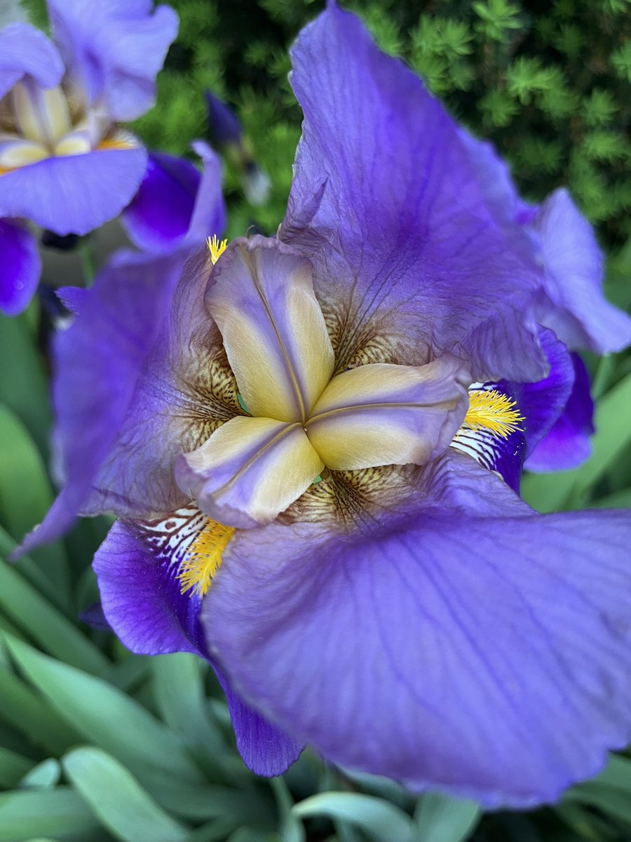 Came across these flowers and there is no way there is no intentional design behind. 😍