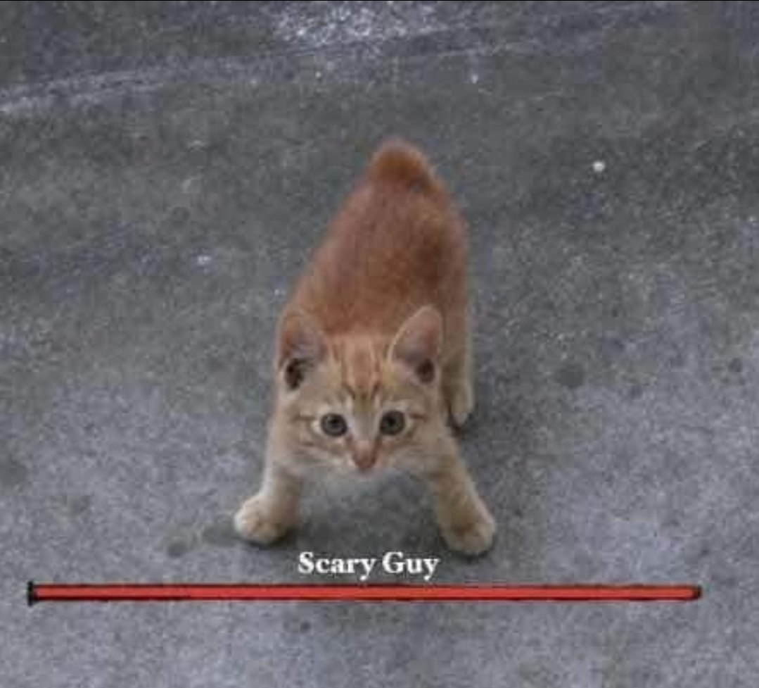 DontShowYourCat tweet picture