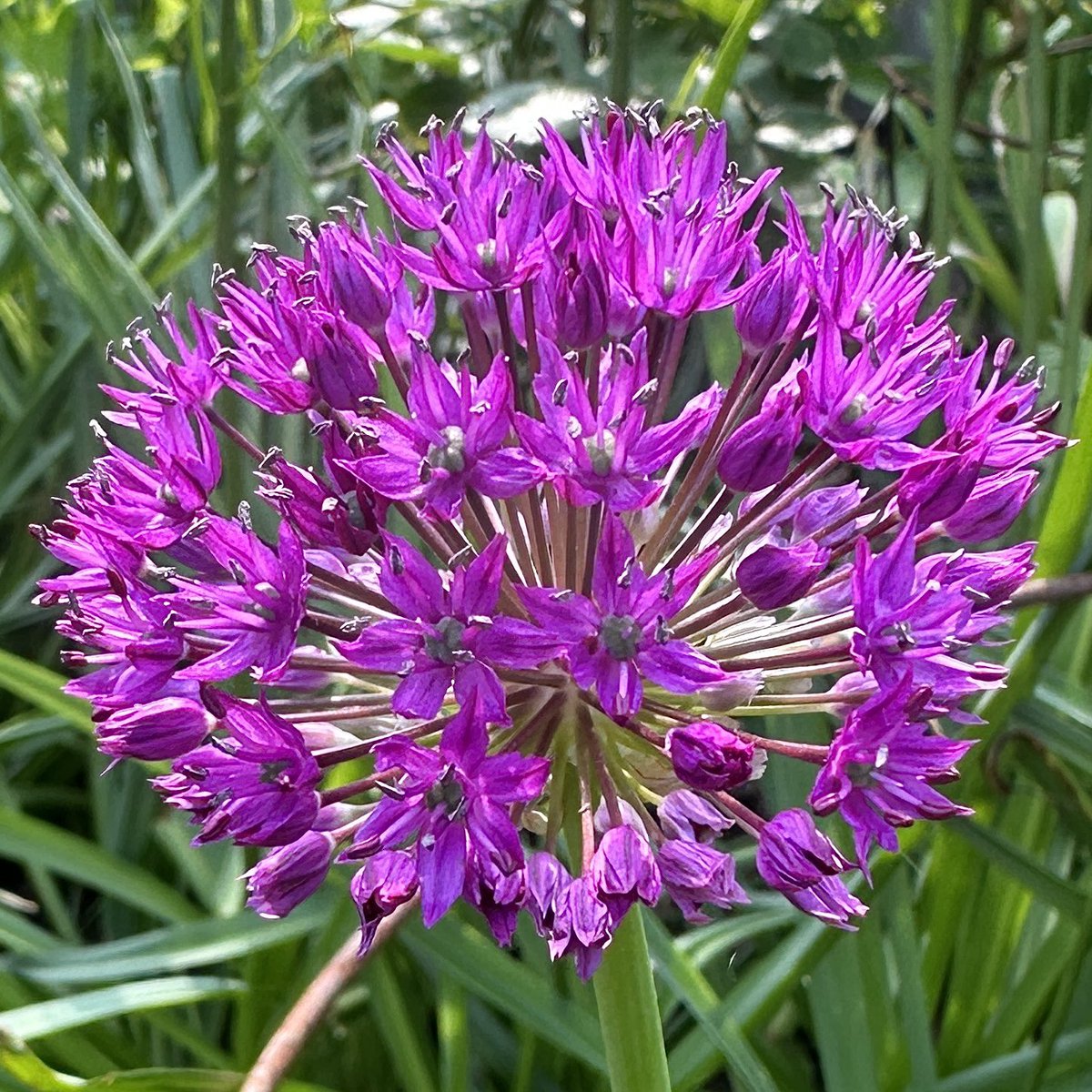 Always the first & the best! Allium Purple Sensation 💜#Flowers #Gardening #FlowerHunting