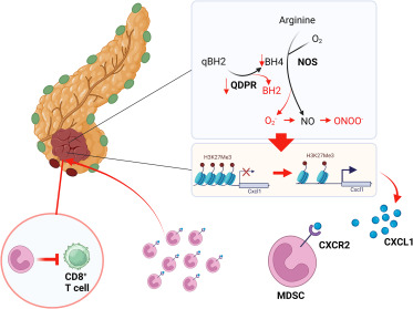 Dysregulated BH4 metabolism facilitates immunosuppression in pancreatic cancer dlvr.it/T6zKRT