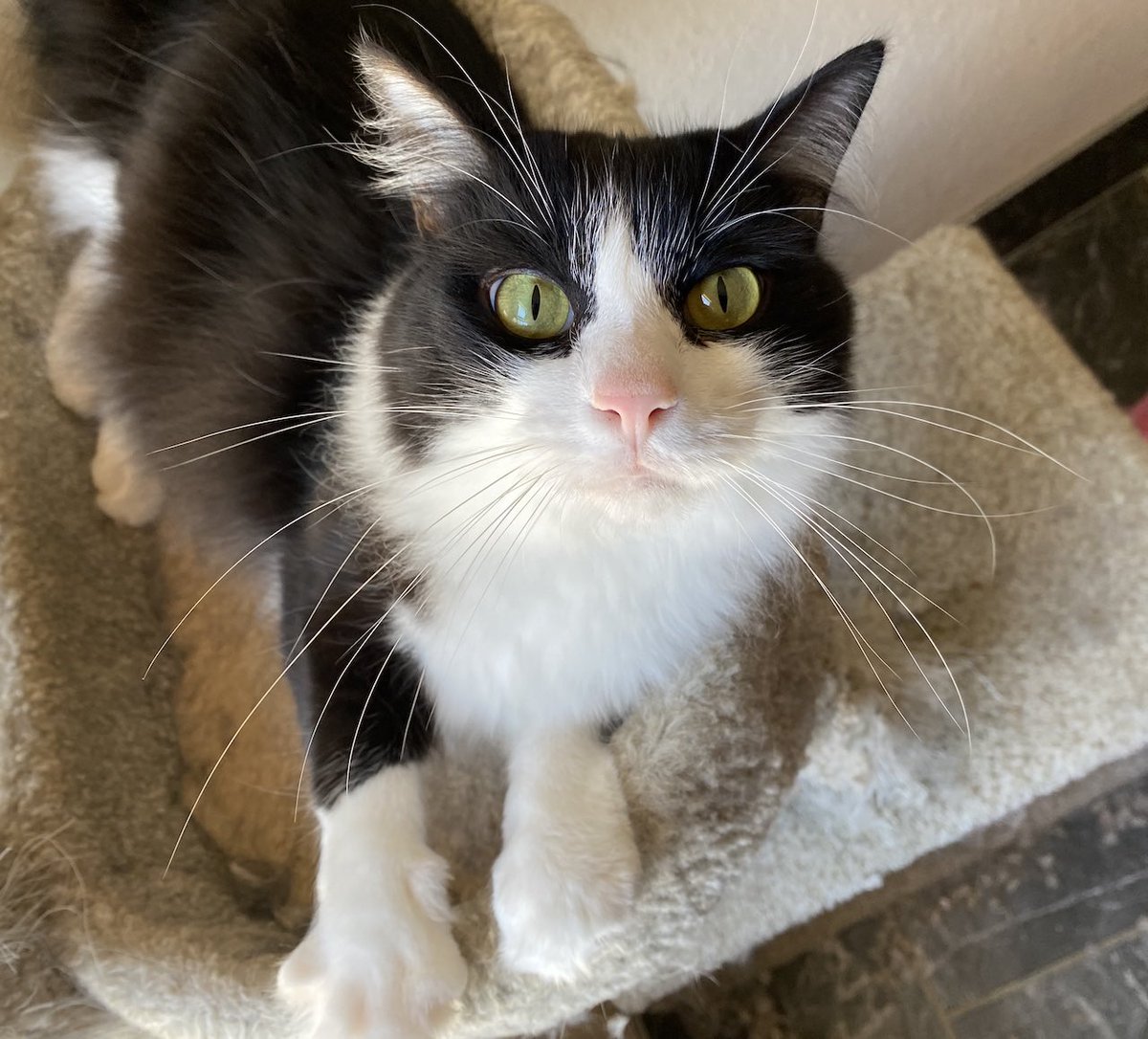 #WiskersWednesday James is horribly upset I missed posting his whiskers photo. Please accept this late entry. He is a FeLV+ kitty who rooms with his sister & brother along with Little Ms Gray, all of whom are FeLV+. Please give James a shout out for his wonderful whiskers.