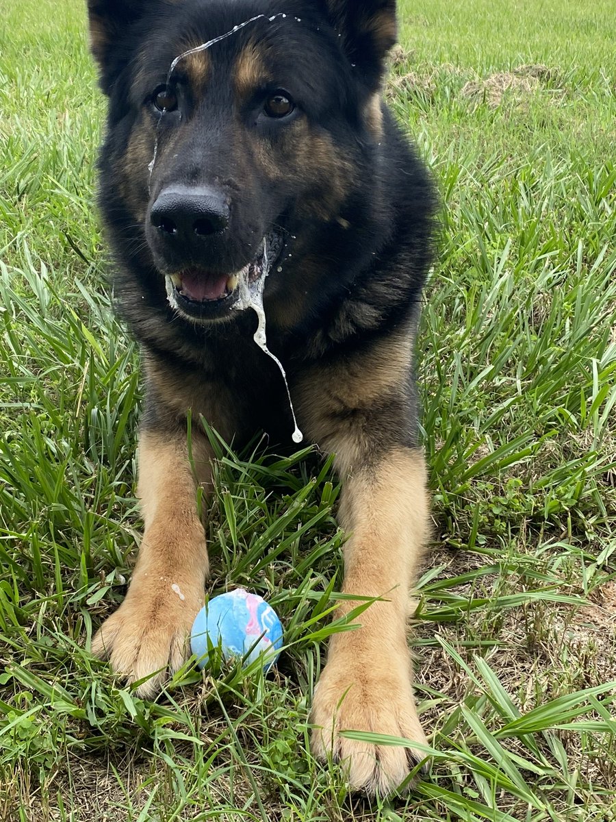 I’ll be sharing lots of K9 Ronin posts from over the years in preparation of his upcoming retirement! Soooo Ronin’s nickname is the Drool King but I’m not sure anyone will understand why.. 😉 (Photo/video post 19 of ??)