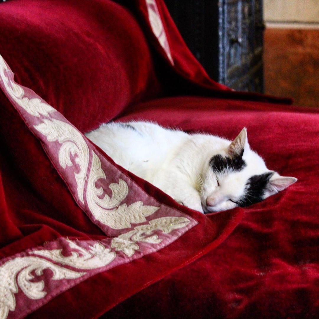 Sieste royale au Clos Lucé ⚜️🐱 Merci à 📸 @CamHuppenoire pour ce petit moment de douceur. #closlucé #chateauclosluce #repost #amboise #valdeloire