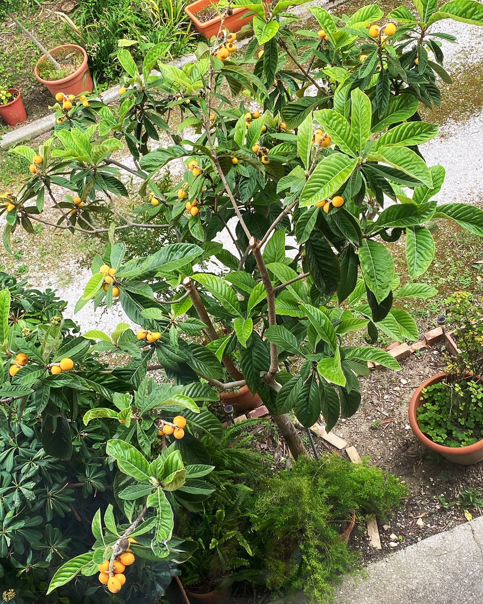 Io patita per le nespole che diventano anche una buonissima marmellata 

farinaefiore.com/2017/05/09/mar…