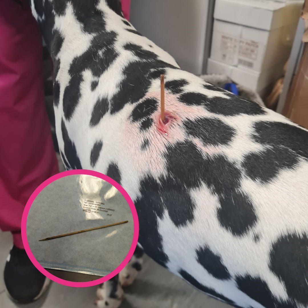 Shenzi's owner was terrified when she noticed a lump appear on Shenzi's back, which turned out to be something horrifying 😰 The three-year old #Dalmatian had swallowed a six-inch bamboo kebab skewer 😧 Read Shenzi's story: pdsa.me/7o9Q #NationalBBQDay