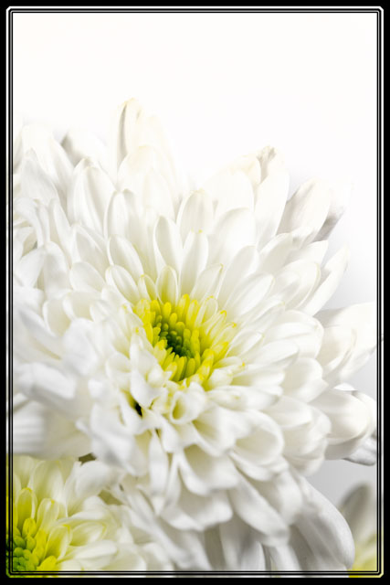 A white #chrysanthemum shot in the @photos_dsmith #studio in #Cheshire is available as a pastel #print, #poster or #Wallart. Buy yours from this #localbusiness #photographer in #Stockport #wallartforsale. Visit darrensmith.org.uk for more #photography, #images and #wall #art