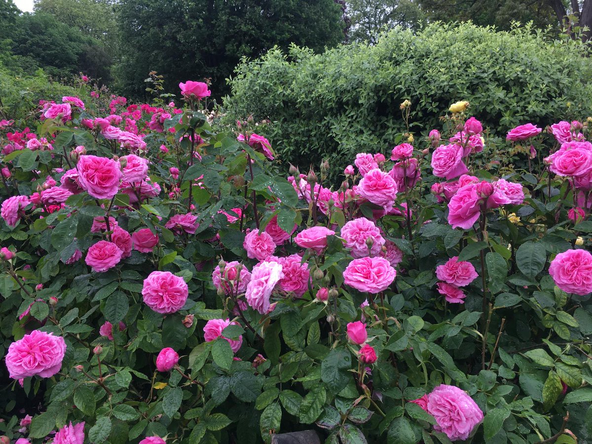 Stop and smell the roses! 🌹 

The Hyde Park Rose Gardens are radiating the heavenly scent of Rose Gertrude Jekyll. 

Pop over for a visit!