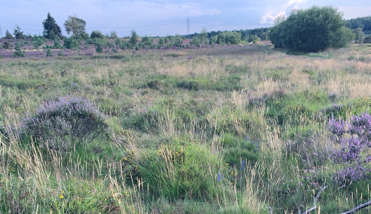 A date for your diary 25th of May, come along to Chobham Common NNR to talk to Steve & Nicky from the @TBHPartnership to find out more about the amazing history and wildlife of Chobham Common! Find out more: nationaltrail.co.uk/en_GB/event/ce…

#NNRWeek #ThamesBasinHeathsPartnerships