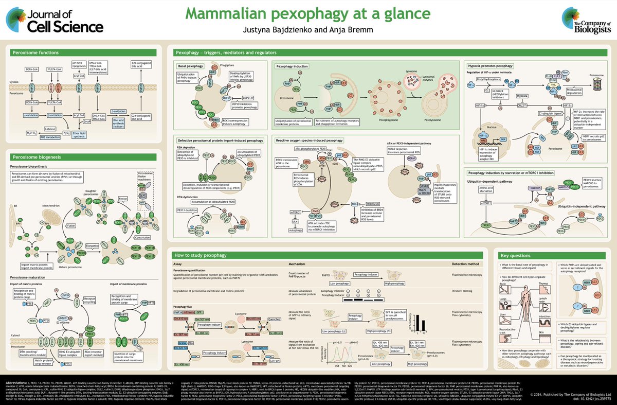 Our @J_Cell_Sci at a glance on mammalian pexophagy is online now. Huge thank you to my PhD student Justyna Bajdzienko @sfb1177 @IBC2_GU for mastering this project together! 😎🙌 #peroxisomes, #autophagy, #ubiquitin tinyurl.com/dpjrexjn