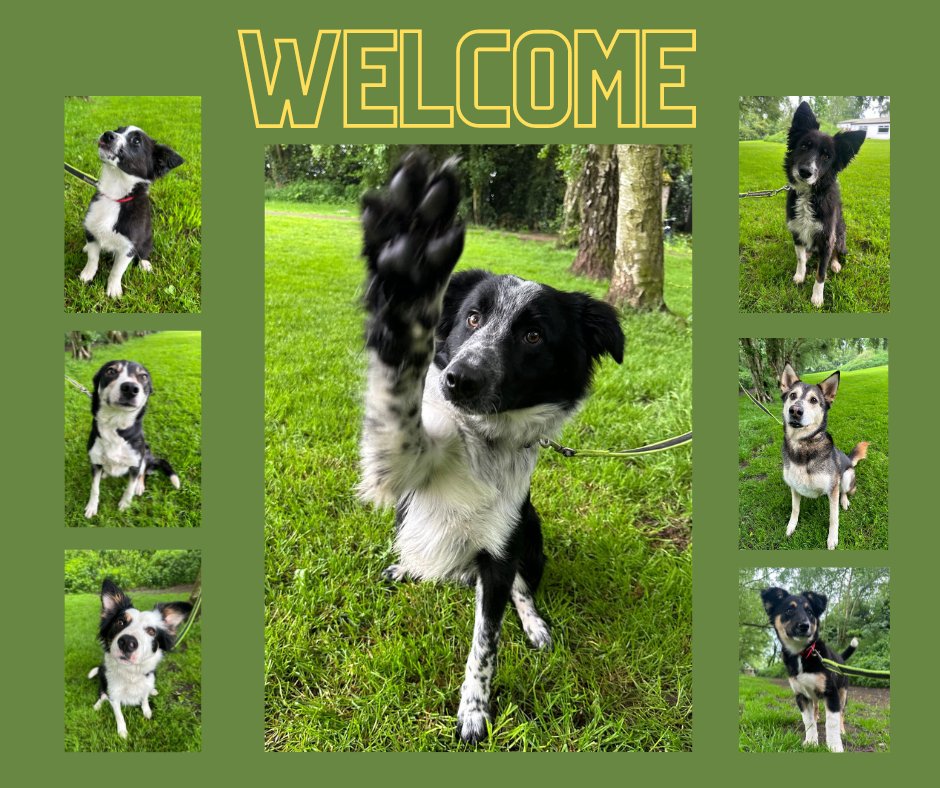A warm welcome to our new guests who booked in today. As you can see Lucho was especially happy to be here and is looking forward to hi-fiving anyone who'd like to meet him. Just drop into the website for more details bordercollietrustgb.org.uk/rehoming/how-d…