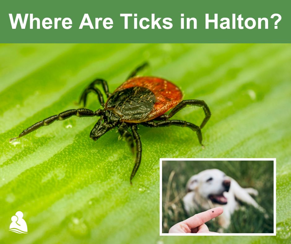 haltonparents's tweet image. #LymeDisease is a bacterial infection spread by the bite of infected #BlackleggedTicks. 

DYK where is there a risk for ticks/Lyme disease in #Halton❓

HINT: Click here for the answer: ow.ly/72qP50REpwO

#lymediseaseawareness #lymeawareness  #tickbite ^sk