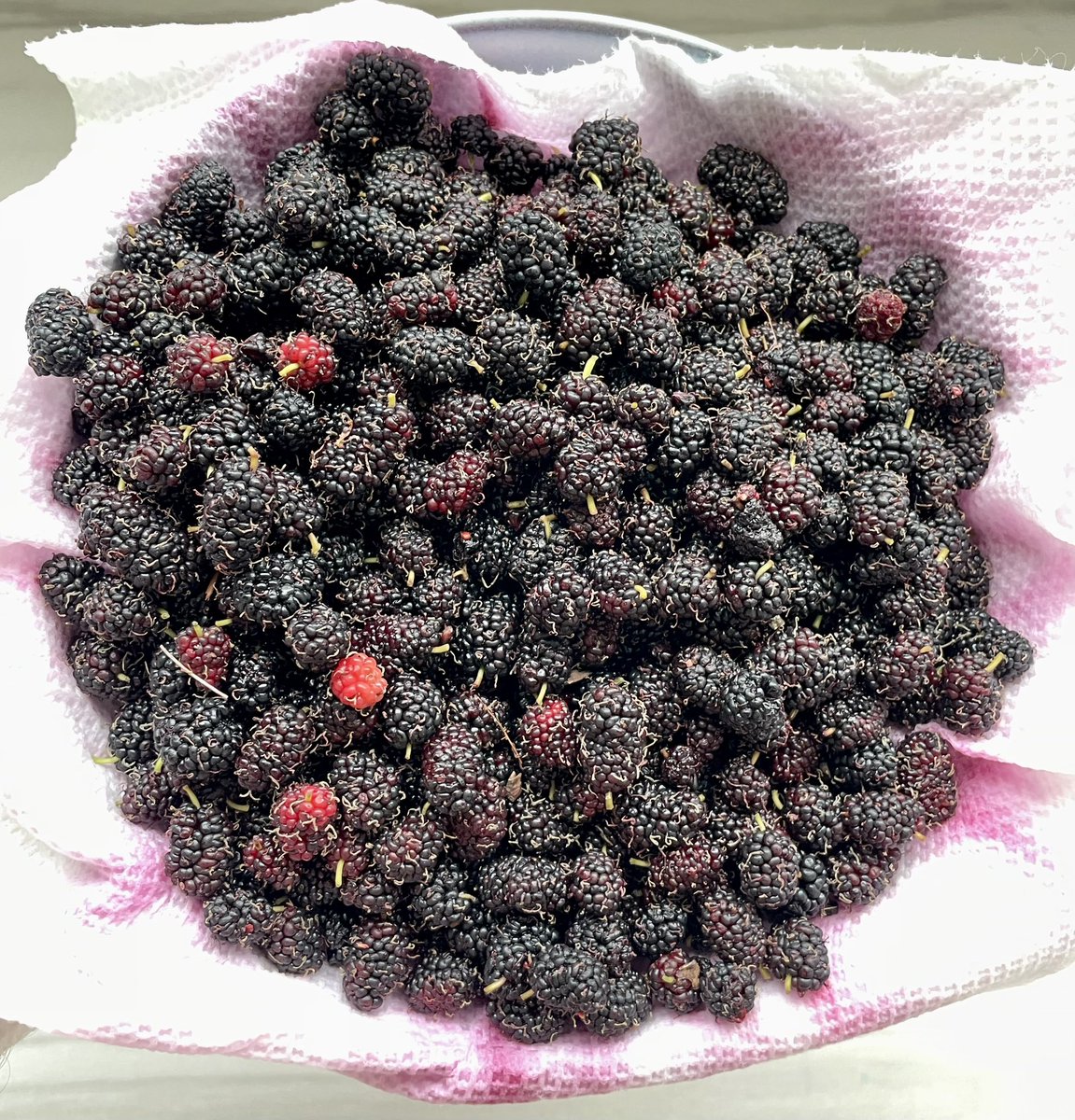The 🦌 decided to come and feast on my mulberry trees. I don’t recall providing informed consent, but at least they were kind enough to leave some for us 😋