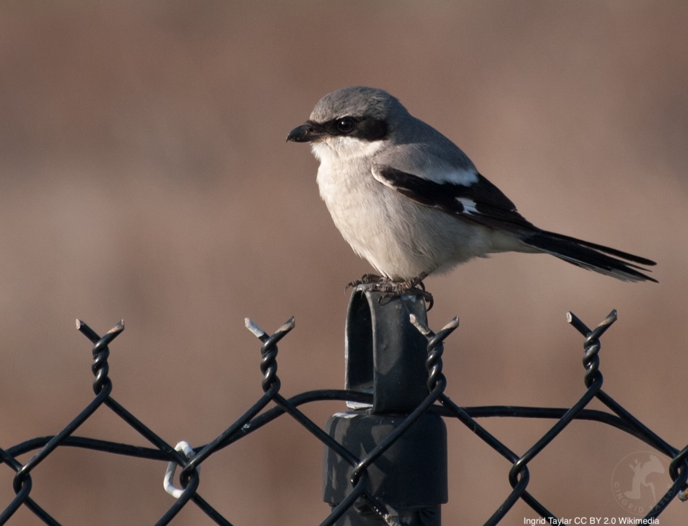 Use of space by urban Loggerhead Shrikes (Lanius ludovicianus) as a window into habitat suitability | journal.afonet.org/vol95/iss2/art… | Journal of Field Ornithology | #ornithology