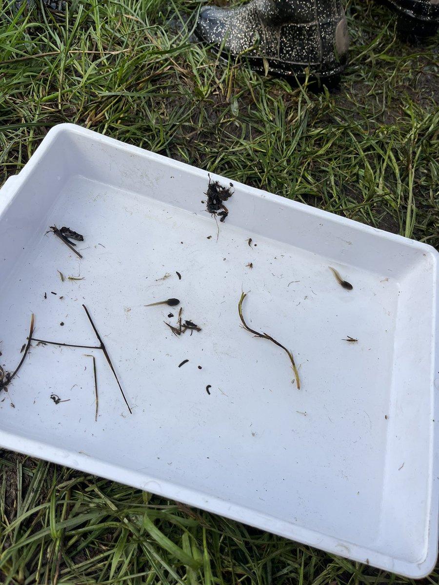 Still one of my favourite trips! Around 110 pupils from @northmuirschool took part in @RHETAngusCI Estate Day on Kinnordy Estate. The children had a fantastic day learning about farming, forestry, gamekeeping, bee keeping and life in the pond. #OutdoorLearning