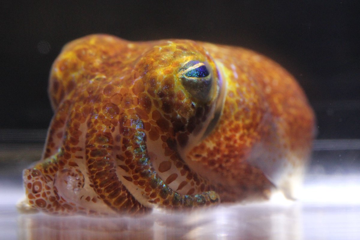 WEIRD + EXCITING thing going on.

Folks in CT found a bobtail squid living in shallow seagrass. @SpencerNyholm told me this morning &amp; we both got VERY excited about it. We'd expect to see those bobtails in much deeper water.

(This pic is a bobtail, different species)
(1/?)