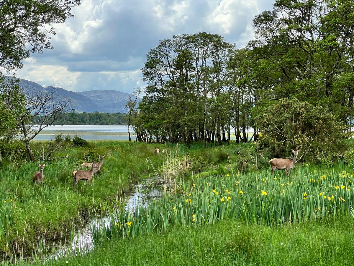 LakeHotel's tweet photo. Sensational views from The Lake Hotel ๐ฆ๐ณ #lakeviews #surroundedbynature๐ฟ #lakehotelkillarney #lovekillarney #escapetothelake #discoverireland #discoverkerry https://t.co/yYBIKP0mZX