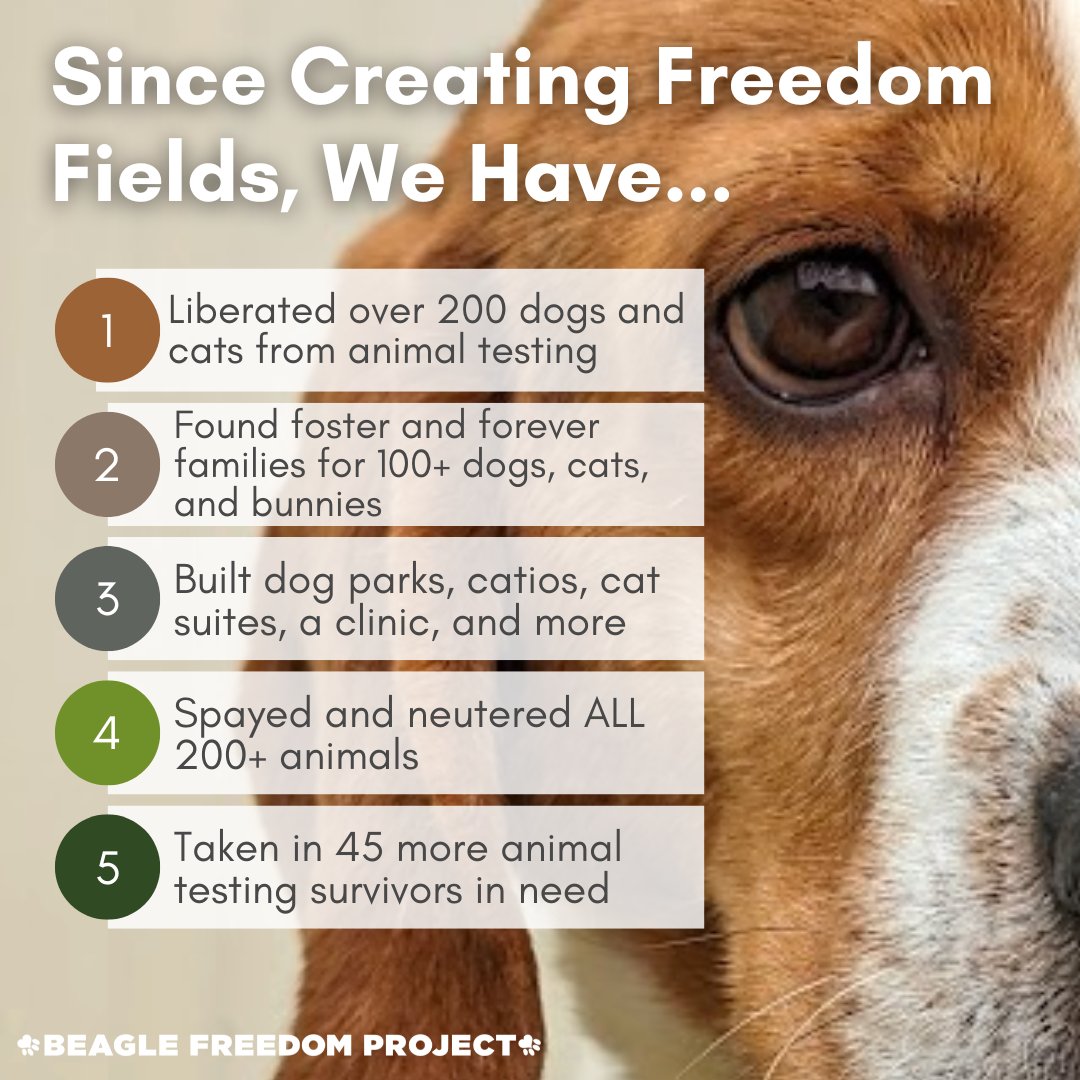 Back in February, BFP shut down a huge animal testing lab, freeing 200+ souls. We then began a momentous undertaking...turning what was an animal testing laboratory into an adoption center called Freedom Fields!

Here is a closer look at the progress we've made in 4 short months.