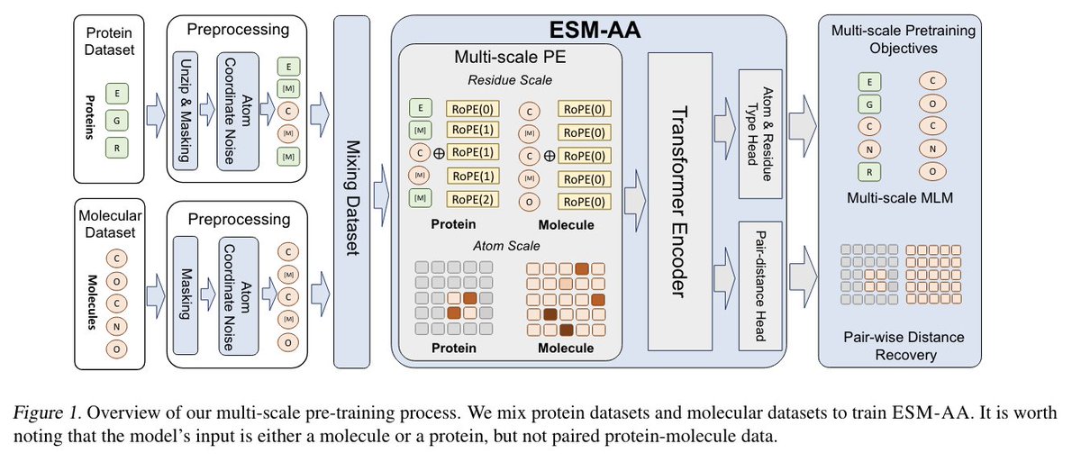 Really interesting paper: ESM-all atom (ESM-AA) to compete with structure-focused Rosetta-AA and AlphaFold3! ✨ ESM-AA uses multi-scale code-switching to model molecules at residue and atom scales, using multi-scale position encoding to capture contexts in both regimes. It seems
