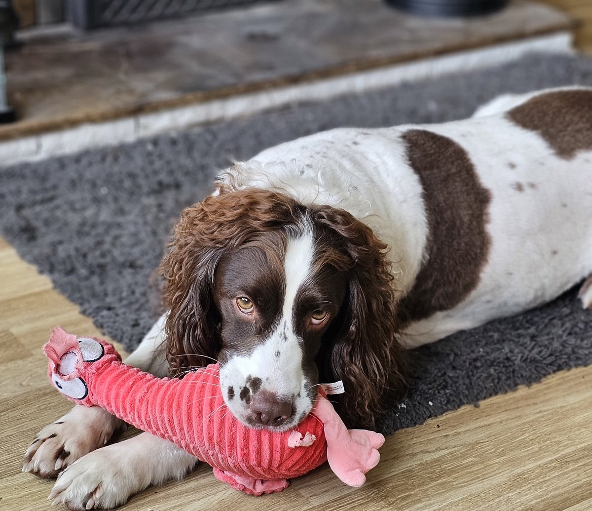 It's a hard life...well it is if you're a one eyed, one chewed legged pink flamingo also known as Mingo