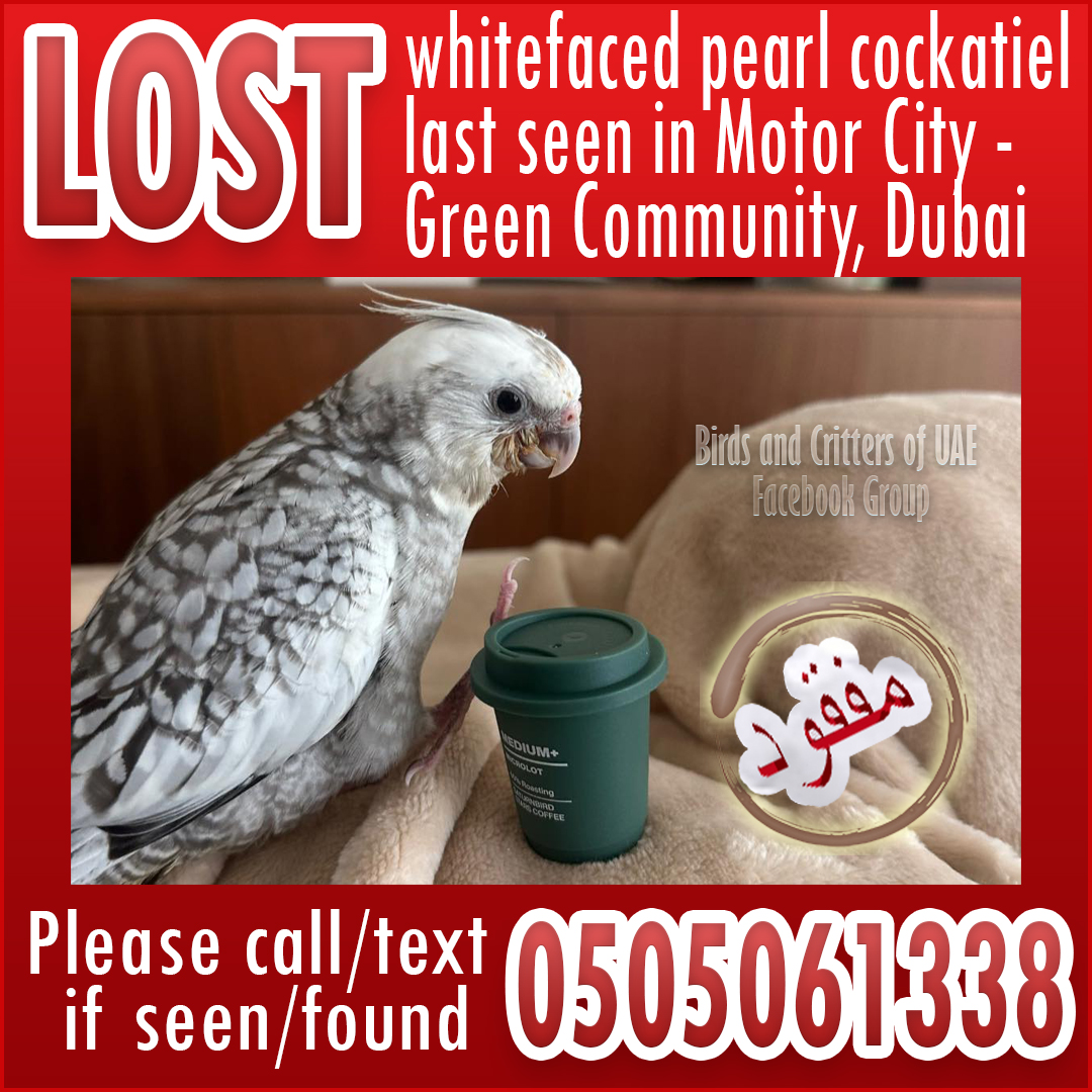 #lostparrot  #lostandfoundparrots  #lostandfoundpet #lostandfoundparrotsuae #birdsandcrittersofuae #dubaipetlostandfound #lostandfoundpetsuae #cockatiel #uae #dubai #dubaipets #dubaiparrots #motorcity #dubaimotorcity #greencomunity #greencommunitydubai #dubaistudiocity