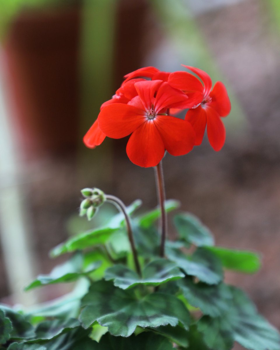 #Floraison du #Pelargonium X ‘Red Black Vesuvius’ dans les serres de l’école 🌺

📷 Justine Tarron