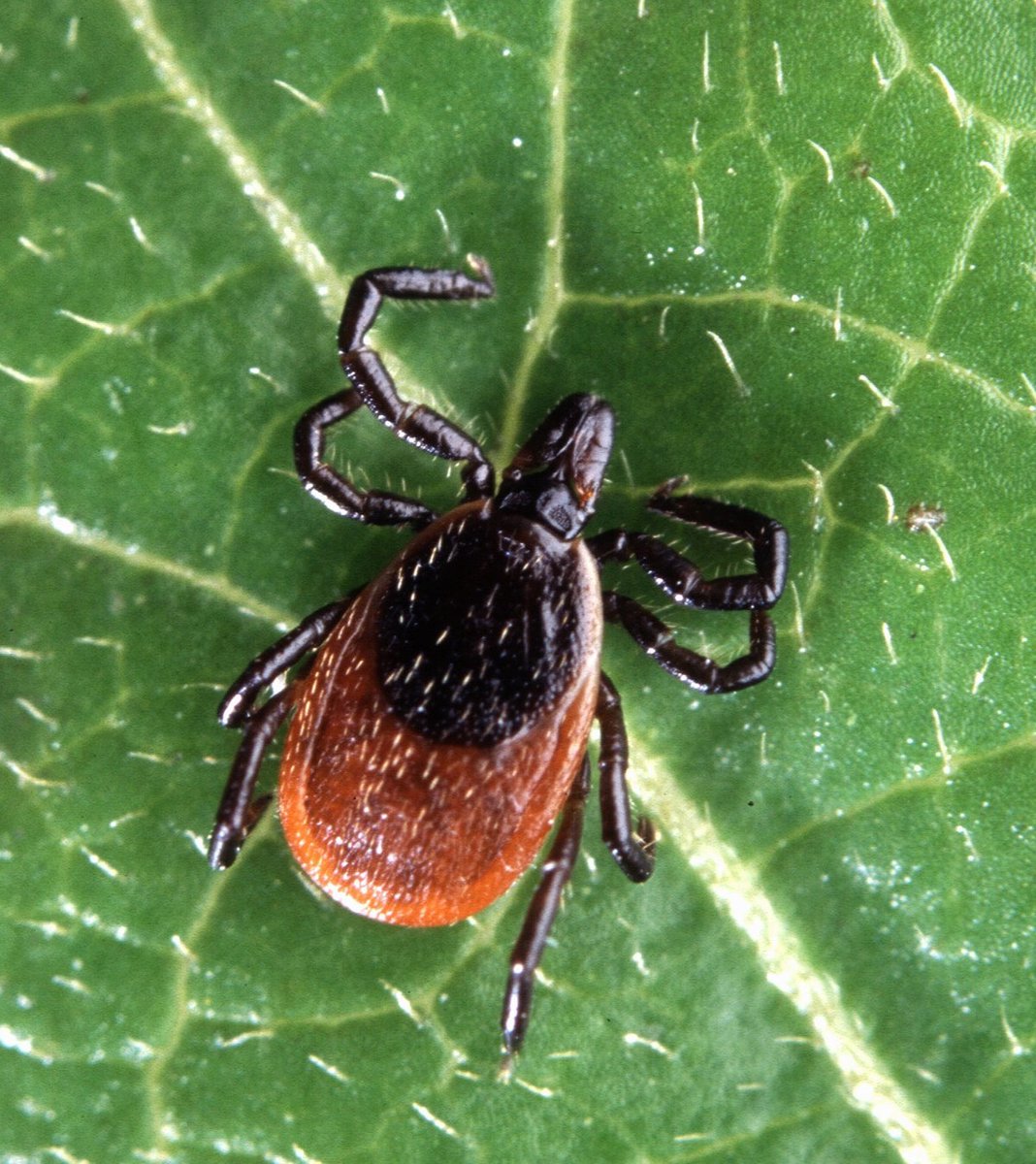 I was working a Ptbo ED 🏥 shift last night…low and behold a lil but dangerous black legged tick presented themselves on someone… They’re out early and eager to infect with Lyme! Prevent transmission with long clothes and by checking for ticks. peterboroughpublichealth.ca/your-health/in…