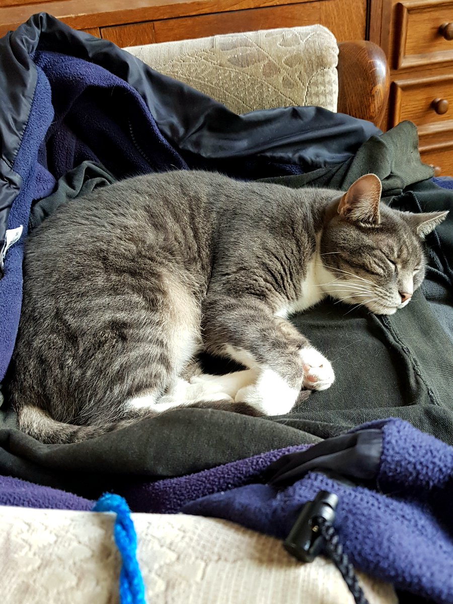 #sleepycat On my clothes, of course.

#cats #catsonx #catsontwitter