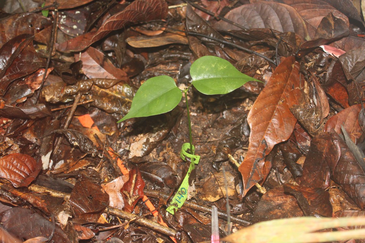 Botanical Society of America (@botanical_) on Twitter photo 🌱🦠#AJB Plant-Microbe Interactions special issue 🦠🌱
Intraspecific plant–soil feedback in four tropical #tree species is inconsistent in a field experiment
By <a href="/Jenalle_Eck/">Jenalle Eck</a>, Lourdes Hernández Hassan & @LSComita
doi.org/10.1002/ajb2.1… #botany <a href="/wileyplantsci/">Wiley Plant Science</a> <a href="/WileyEcolEvol/">Wiley Ecology & Evolution</a> 🌱🦠#AJB Plant-Microbe Interactions special issue 🦠🌱
Intraspecific plant–soil feedback in four tropical #tree species is inconsistent in a field experiment
By <a href="/Jenalle_Eck/">Jenalle Eck</a>, Lourdes Hernández Hassan & @LSComita
doi.org/10.1002/ajb2.1… #botany <a href="/wileyplantsci/">Wiley Plant Science</a> <a href="/WileyEcolEvol/">Wiley Ecology & Evolution</a>