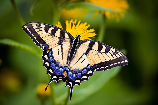 @AMAZlNGNATURE It’s a Caterpillar of one of the Swallowtail Butterflies These caterpillars can shoot out a pair of orange horns from their head and produce a smell similar to that of a ripe pineapple They’re pretty cool and turn into beautiful butterflies