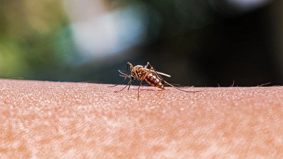 Fighting malaria with math? How one #UofT researcher is studying the evolution of a parasite 🦟 uoft.me/avz