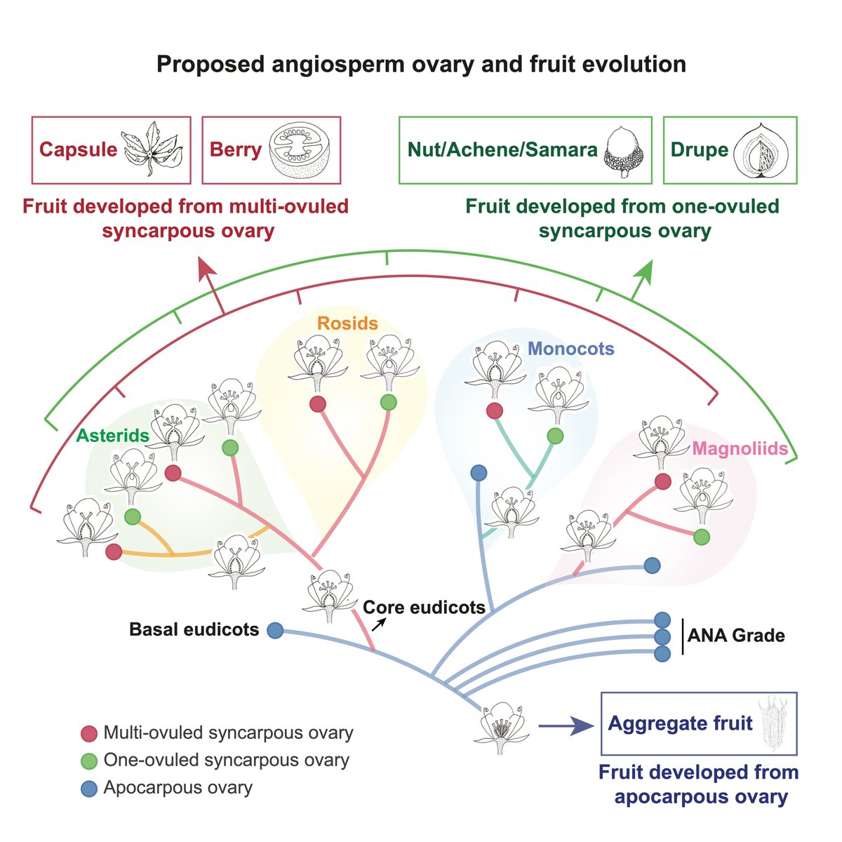 JIPBio's tweet photo. In this🍒*sweet* #TBT, we're🍊heading back to the complex world of #fruit🍈#evolution🥭in this fascinating🍓(and #free!) paper by Xiang et al.🍇https://t.co/CH6t9WTi7f 🫐@wileyplantsci #JIPB🥝#PlantScience #angiosperm🍎#ovary #NuclearPhylogeny #phylogenetics #PlantDevelopment https://t.co/Qgo9oNlxyX