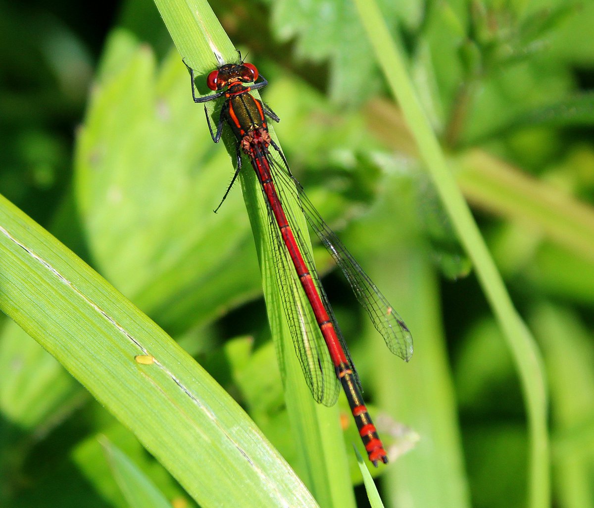 #damselfly #largereddamselfly #wildlife #wildlifephotography #waterford #ireland