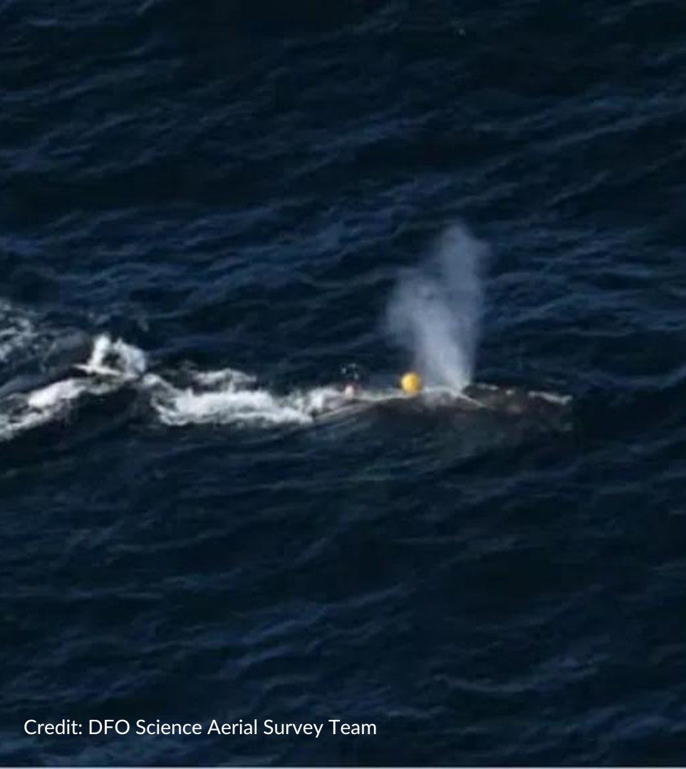 #BREAKING: Another North Atlantic right whale has been seen entangled in fishing gear. Entanglements like this happen far too often & are one of the biggest threats to these critically endangered whales. More must be done to protect the #RightWhaleToSave! oceana.ly/3HFxhMf