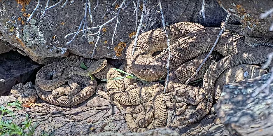 It’s finally here! After years of blood, sweat, and extreme fund-raising, my dream of bringing a rattlesnake mega-den to people has come true. Project RattleCam is now streaming LIVE at RattleCam.org! 1/8