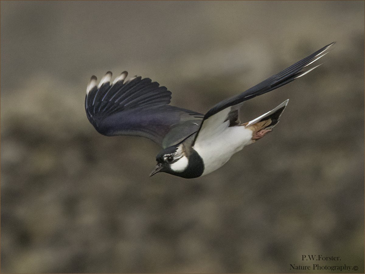 Lapwing from Commondale 
@teesbirds1 @WhitbyNats @clevelandbirds @teeswildlife @DurhamBirdClub @TeesmouthNNR @RSPBSaltholme @YWT_North @YorksWildlife @NTBirdClub @WildlifeMag @ShorebirdsDay @WaderStudy @ForWaders @NTBirdClub