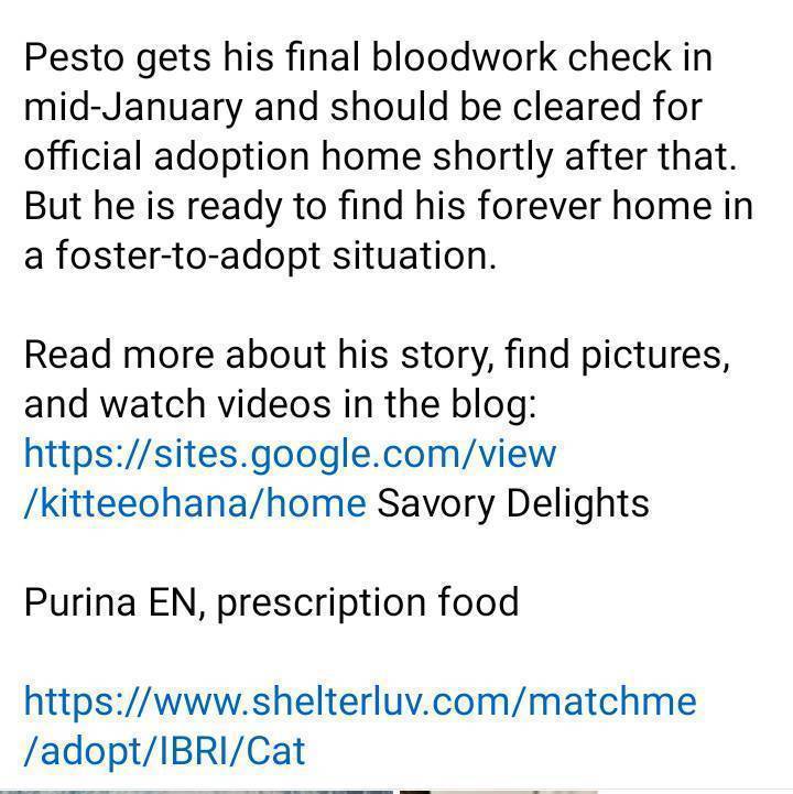 💗Available NOW💗 Meet by Appointment only Pesto Fries 1 year old Male Seeking a patient and understanding furever home! SPECIAL NEEDS (read images) Purina EN, prescription food shelterluv.com/matchme/adopt/… #adoptdontshop #adoptme #kittens #fipwarrior #sacramento