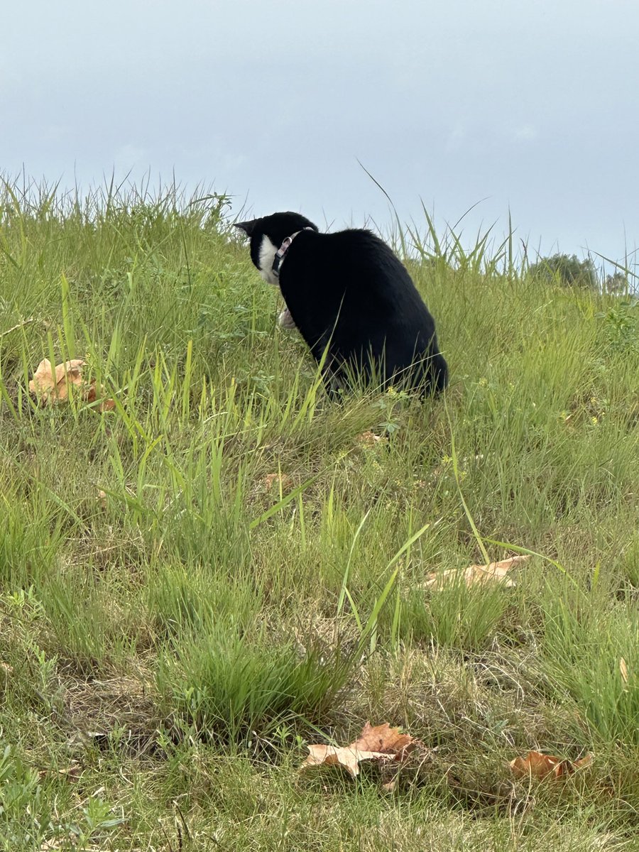 Just waiting patiently at the gopher hole. Much appreciated