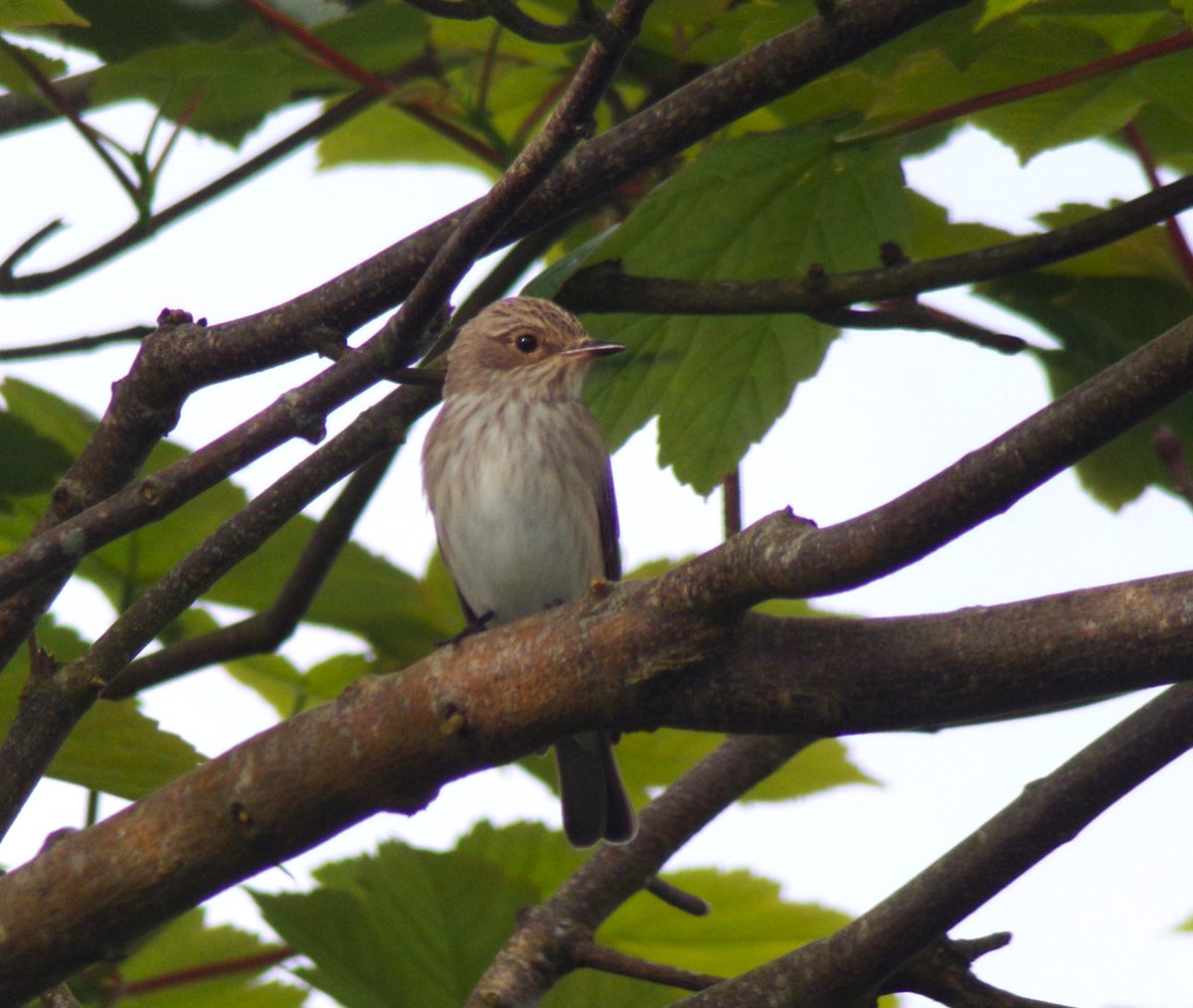 First Spotted Flycatcher of the spring in the Balephuil garden #Tiree this morning - always good to see. Belated news of a female Blue-headed Wagtail at Balephetrish Bay and a Wood Sandpiper at Loch a' Phuill - both on 9 May @BirdGuides @PatchBirding
