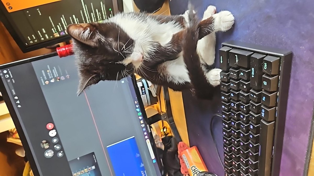 So last night me and my partner found a small cat about 1am on the way back from spoons. It looked really malnourished, hungry and dirty. Just took it to the vets yo find out its not been chipped. I think the gods have heard us and sent us a beautiful little girl