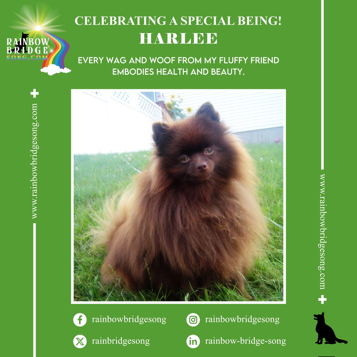 Every wag and woof from my fluffy friend embodies health and beauty.

#RBS #RainbowBridgeSong #RainbowBridge #CelebratingASpecialBeing #PetsLove #DogsAreFamily #Animals #Nature #Animal #Photography #Pet #Dog #NaturePhotography #HappyDogLife #PawsOfHappiness #AnimalPhotography